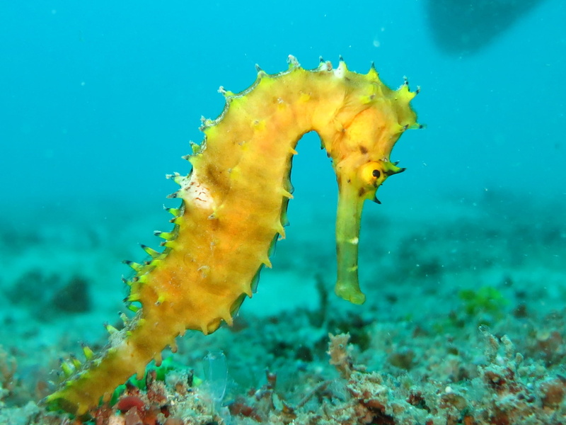 ecosystem, ocean, fish, undersea, 2K, sea horse, invertebrate, yellow, wild, creature, close-up, beauty in nature, animal themes, invertebrates, one animal