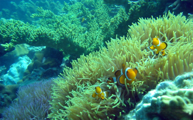 reef, sea, fishes, 720P, life, nature, anemones, color, clownfish, underwater, ocean, tropical, animals