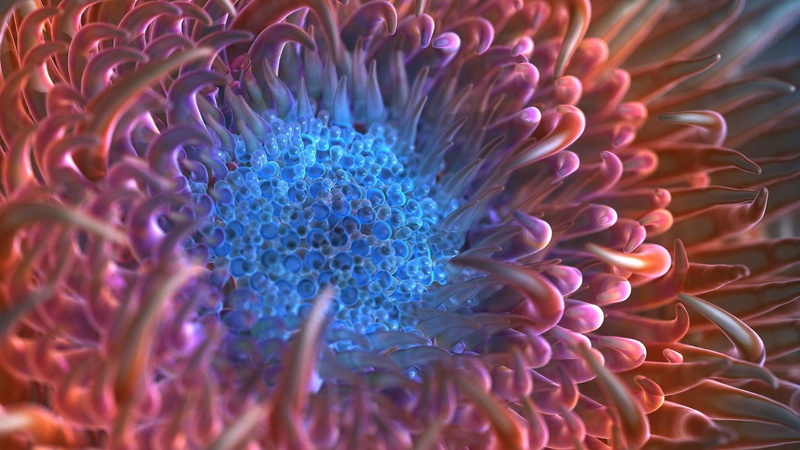 alien, marine, undersea, microscope, flower, water, invertebrate, under microscope, sea, nature, 1080P, purple, no people, sea life, close-up, underwater