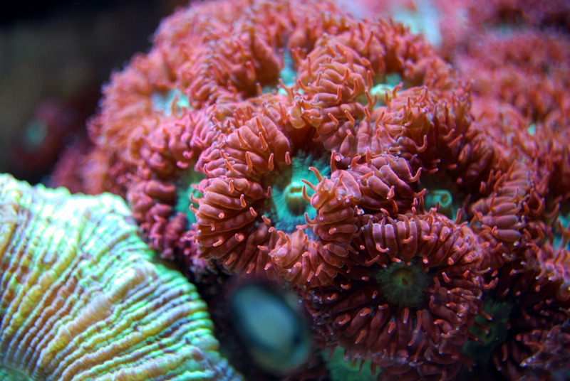 undersea, beauty in nature, coral, red, sea, water, nature, ocean, close-up, 4K, animal wildlife, sea life, underwater, reef, no people, sea anemone, animal