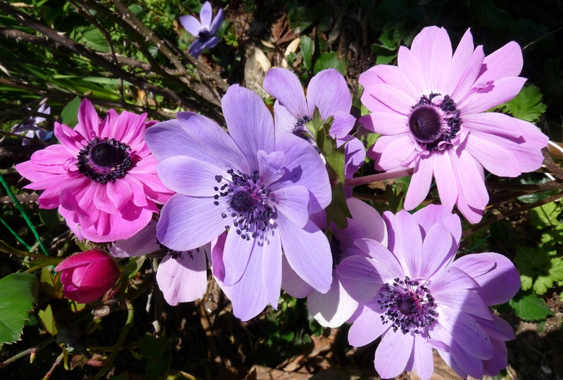 vulnerability, nature, pink Color, no people, flower head, fragility, close-up, plant, 2K, flower, beauty in nature, purple, growth, petal, pollen, focus on foreground