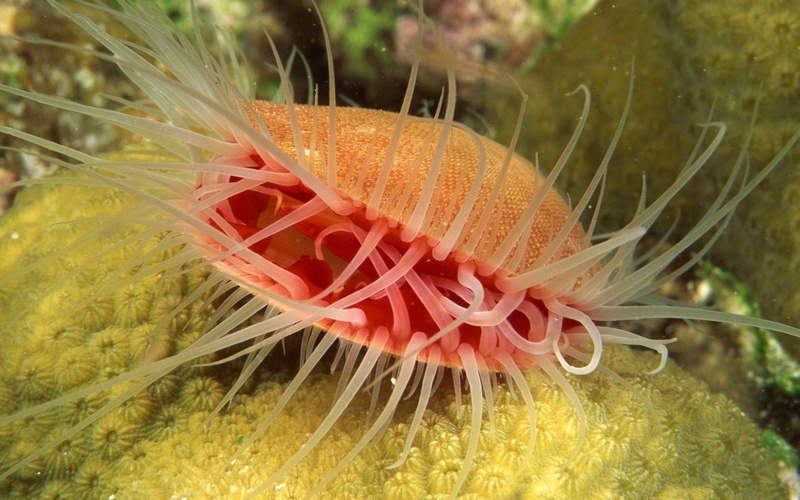 growth, sea, close-up, sea Life, invertebrate, scuba Diving, coral, animal themes, orange color, tropical Climate, undersea, 1080P, wildlife, animal, reef
