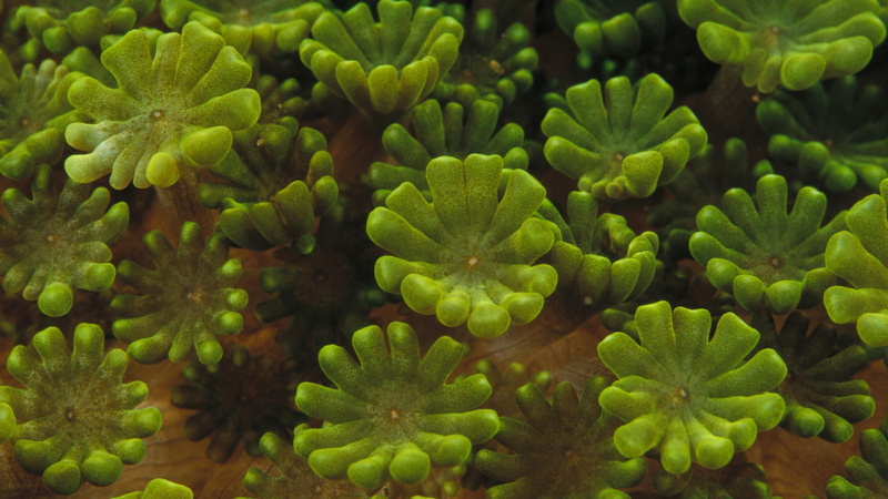 animal, biology, tropical Climate, wildlife, underwater, green, nature, backgrounds, plants, reef, 1080P, plant, sea Anemone, baskets, macro, sea, coral