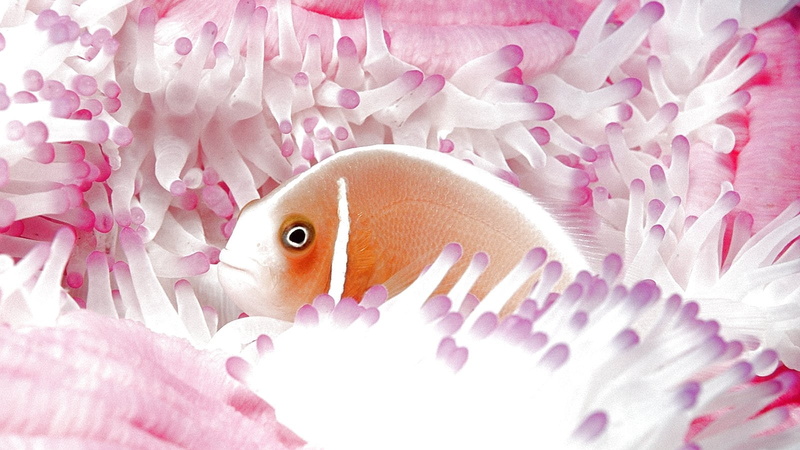 undersea, one animal, animal, swimming, purple, fishes, animal wildlife, sealife, ocean, pink color, marine, fish, beauty in nature, animals in the wild