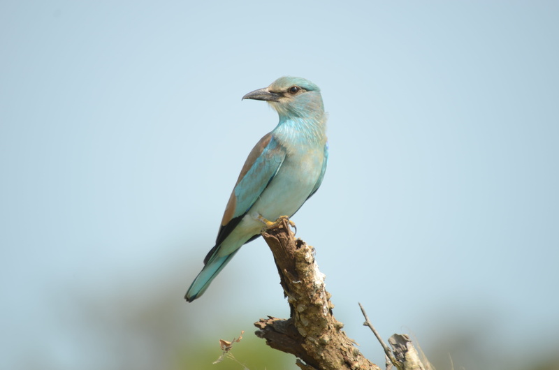 close, profile view, south-africa, no people, blue, 4K, white, day, perching, tourism, looking, roller, animal themes, vertebrate, perched, clear sky