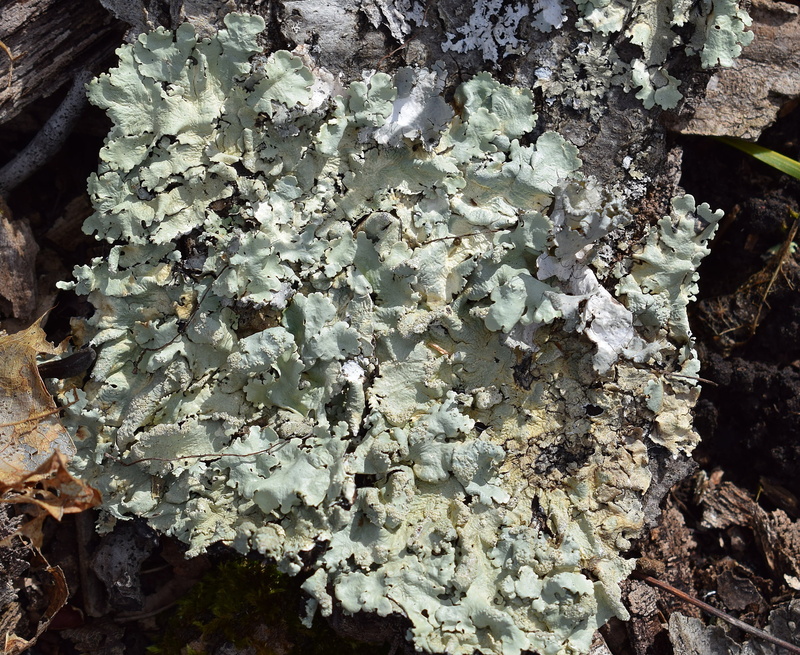 rough, plant, fungus, natural pattern, rock - object, trunk, solid, wild, forest, tree, close-up, fungi, outdoors, 2K, green, textured, tree trunk, beauty in nature