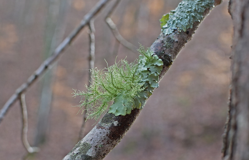 log, nature, twig, wild, plant, parasite, green color, plant part, growth, woods, tree trunk, cyanobacteria, leaf, close-up, beauty in nature, Fallen, day
