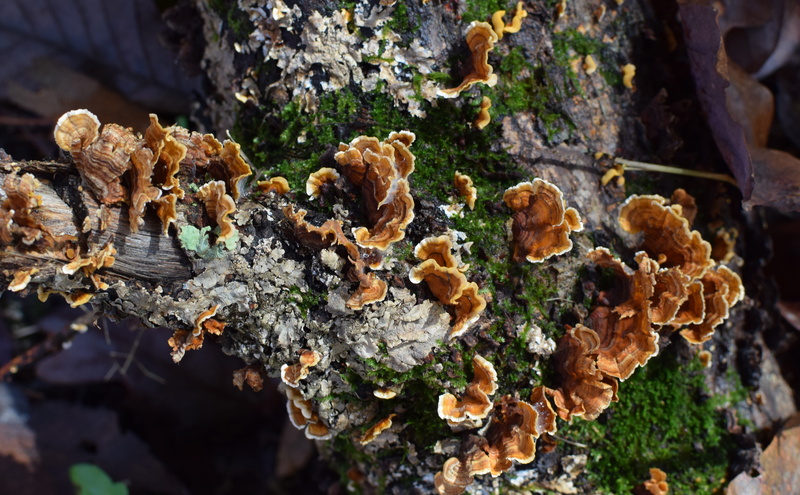 mushroom, fall, no people, tree, outdoors, fungus, plant, toadstool, autumn, beauty in nature, fragility, 5K, united states, fungi, log, fallen log, moss