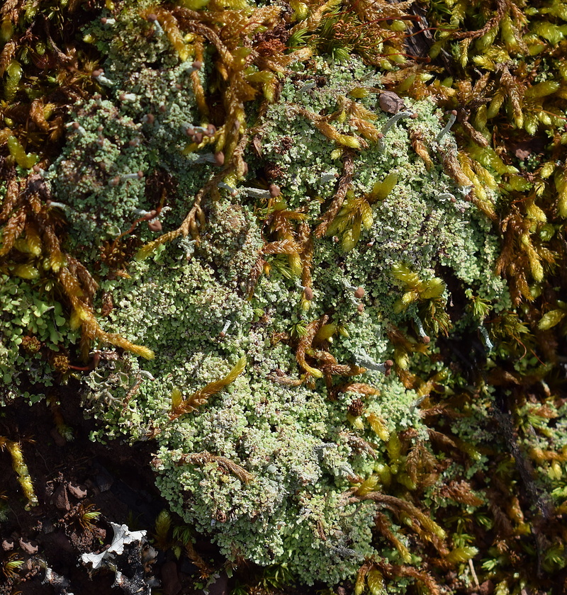 close-up, growth, cyanobacteria, nature, water, animal themes, no people, lichen, woods, green, animal wildlife, parasite, symbiotic, marine, outdoors