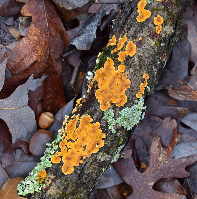Lichen, forest, Fallen, wild, orange, forest floor, lichens on fallen branch, yellow, bark, symbiotic, fungus, plant, fungi, no people, plant bark, day