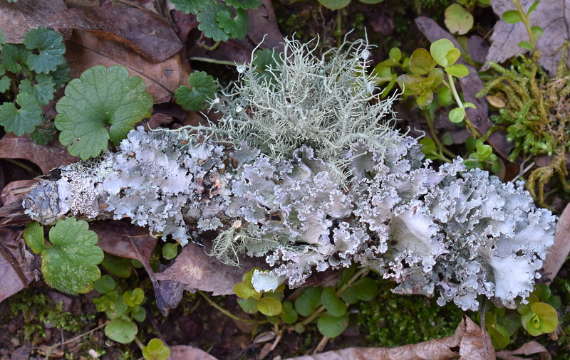 cold temperature, winter, white color, plant part, nature, land, 5K, oak ridge, symbiotic, forest floor, outdoors, wild, fallen, branch, fungi, green color