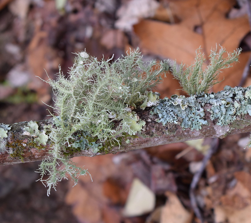 beauty in nature, winter, ice, green color, fungi, no people, parasite, plant, snow, plant part, leaves, green, selective focus, nature, tree, focus on foreground