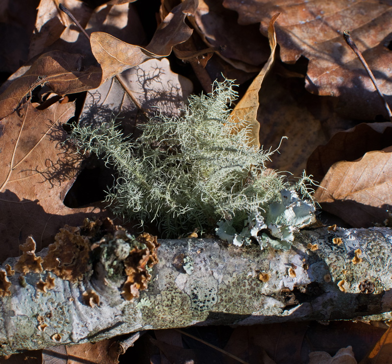 nature, field, log, day, plant part, lichen, rock, high angle view, change, fungi, leaf, no people, fragility, forest floor, land, outdoors, tree, sunlight