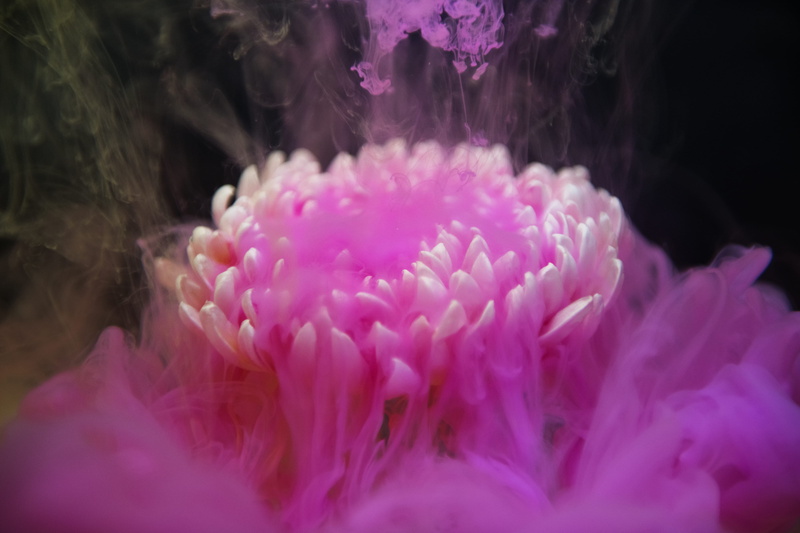 animal wildlife, fog, effects, photo, bright, color, background, bouquet, pink, smoke, undersea, flow, sea anemone, no people, fantasy, creative, close