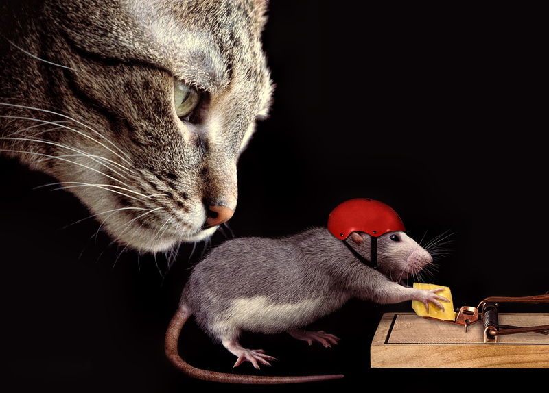 domestic animals, mammal, animal themes, rat, one animal, whisker, indoors, helmet, the situation, cheese, animal wildlife, white, studio shot, gray, animal