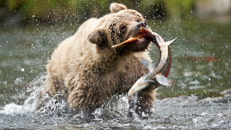 outdoors, animals in the wild, domestic, water, one animal, dog, splashing, bears, mammal, animal mouth, motion, domestic animals, animal, canine, day