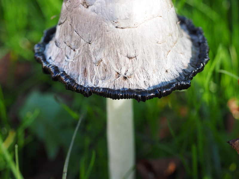 toadstool, comatus relative, focus on foreground, close-up, coprinaceae, woodland, beauty in nature, food and drink, white, asparagus mushroom, black, tintenschopfling