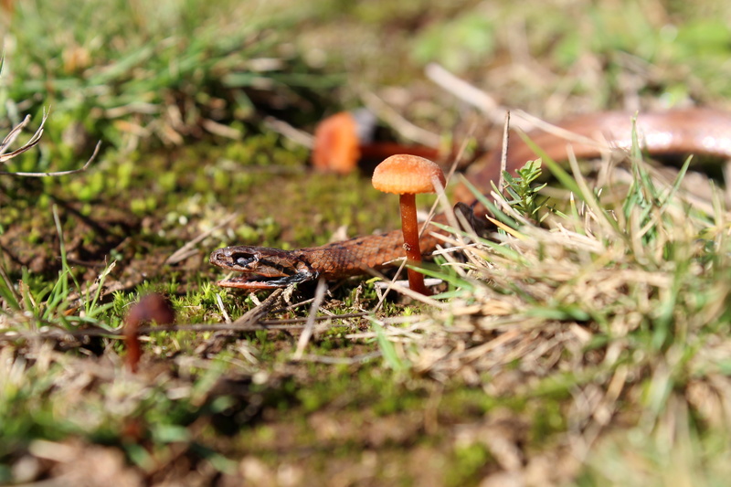 branch, trekking, outline, toadstool, field, journey, beauty in nature, design, pattern, seamless, wildlife, drawn, hand, skull, selective focus, adventure