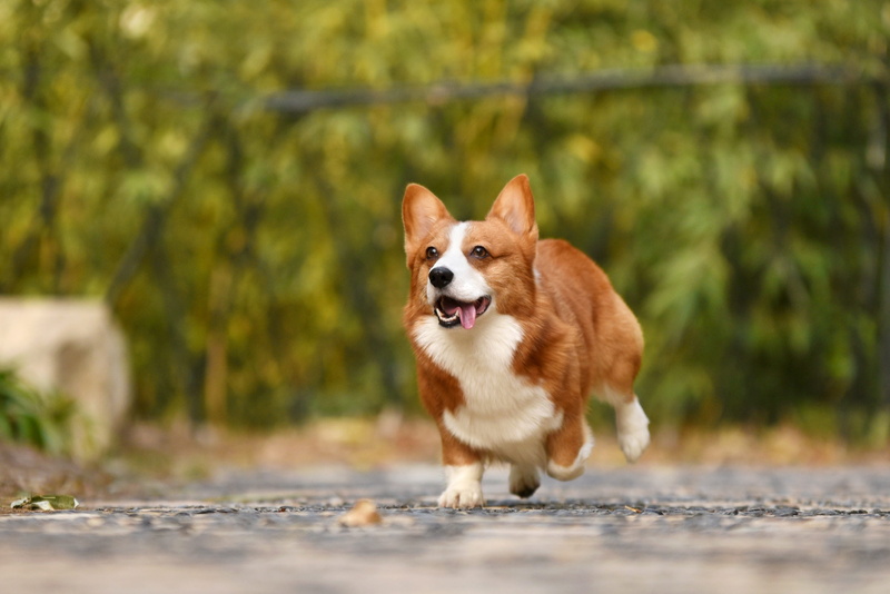 nature, ground, pembroke welsh corgi, corgi, pets, running, on the move, brown, daytime, small, welsh, one animal, motion, purebred dog, domestic, canine