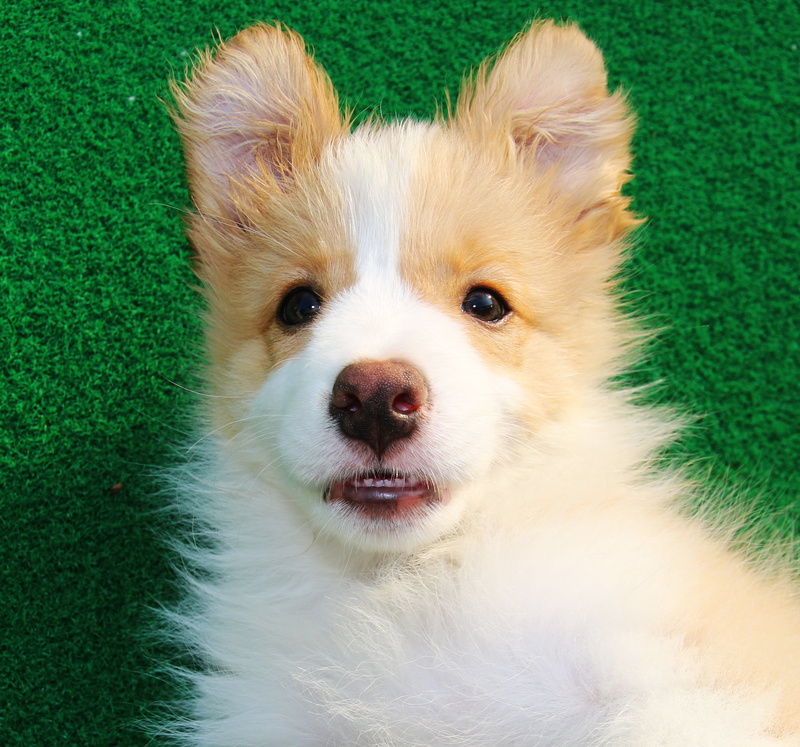 plant, no people, dog hotel, pembroke, mammal, animal head, pomeranian, dog cafe, welsh, purebred dog, small, grass, canine, pets, puppy, guangzhou, animal