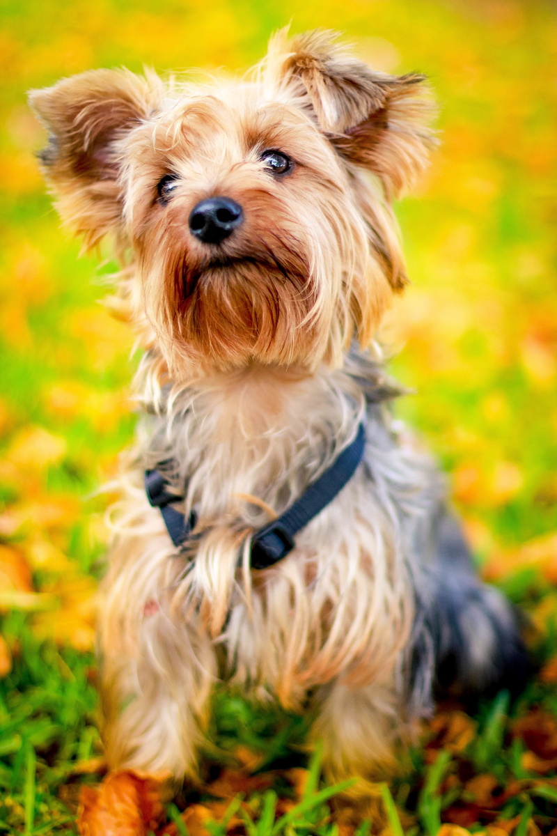 long, selective, pets, Yorkshire Terrier, looking at camera, domestic, portrait, one animal, yorkie, purebred dog, cute, focus, puppy, coated, mammal, shih tzu
