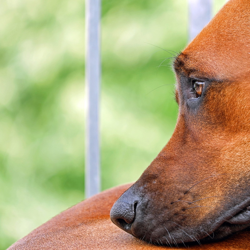 pets, no people, focus on foreground, selective, eyes, animal head, thoughtful, looking, dog, animal themes, domestic, domestic animals, face, vertebrate