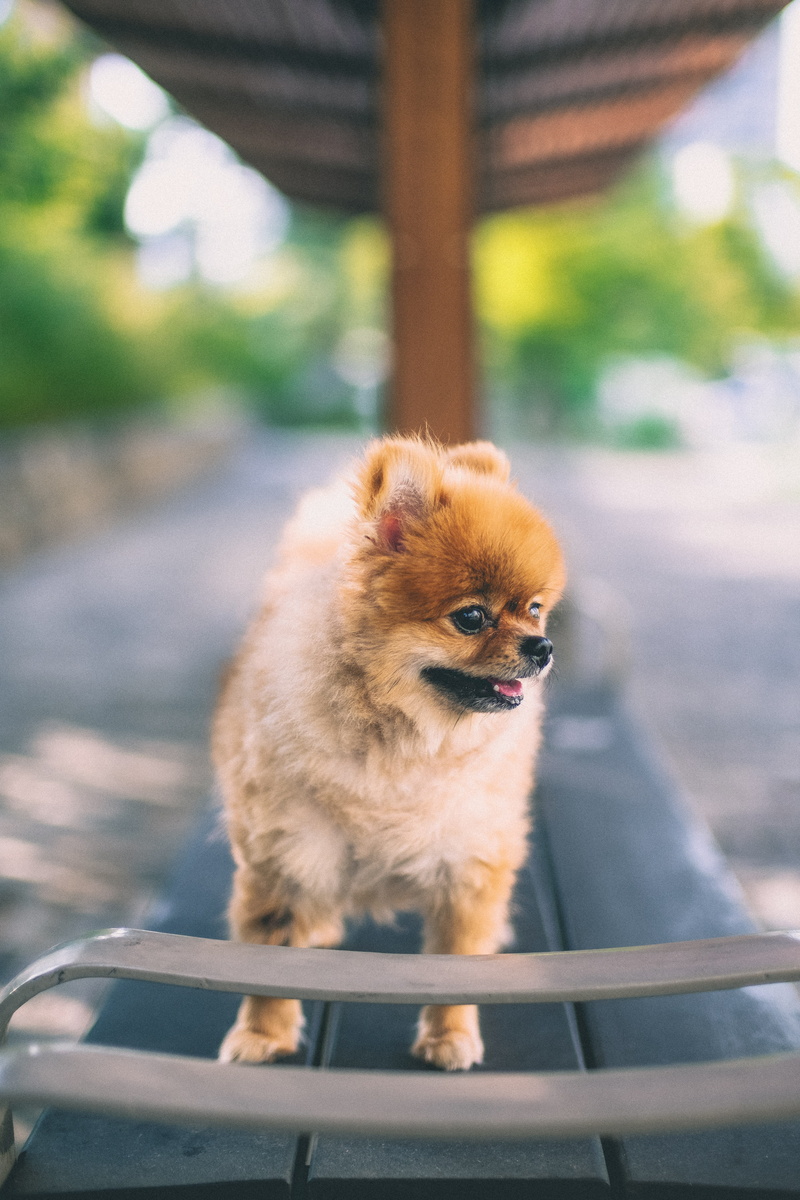 pet, domestic animals, domestic, day, pomeranian, no people, young animal, cat, animal, selective focus, mammal, canine, one animal, outdoors, focus on foreground