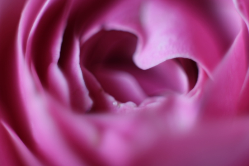 shape, 5K, life, Decoration, flowering plant, day, beauty in nature, backgrounds, purple, camera, Flower, text, soft focus, romance, family, textured