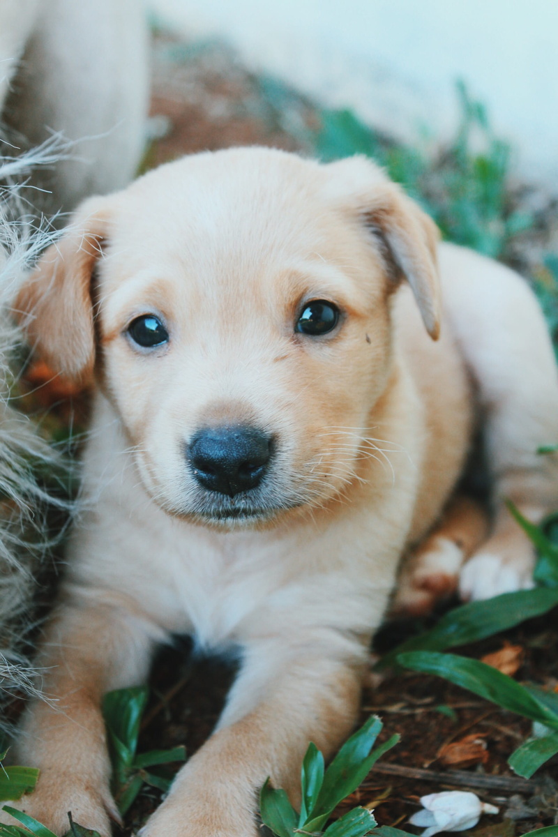 relaxation, looking at camera, young animal, dog, domestic, innocence, pets, vertebrate, domestic animals, adotar cachorro, puppy, portrait, cachorro, 2K