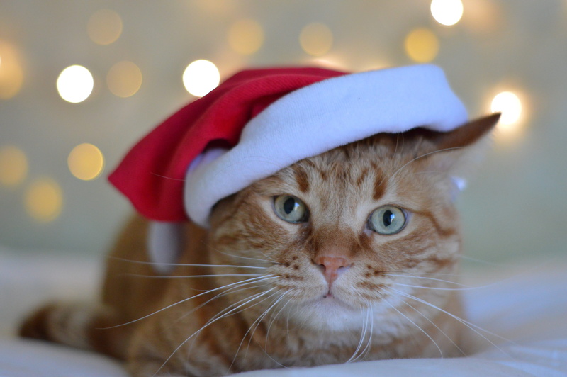 portrait, domestic animals, elegant, feline, kitten, lights, mammal, animal head, hat, cat, fur, focus on foreground, christmas, vertebrate, street, close-up