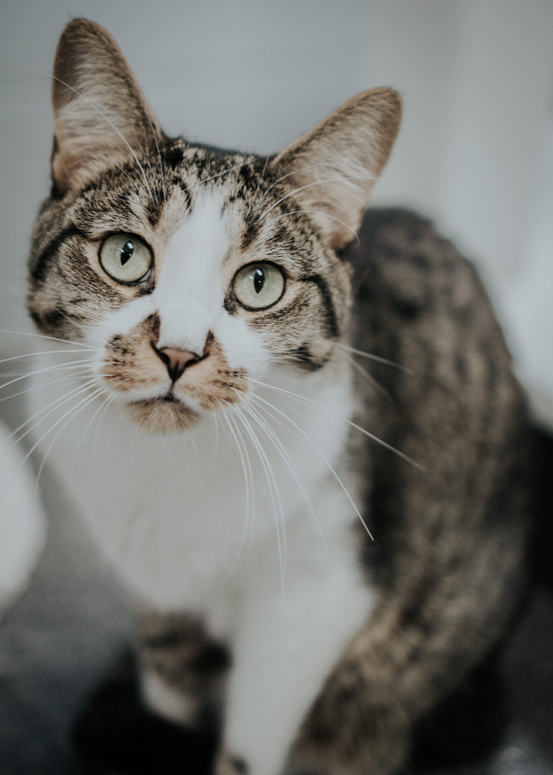 cat, animal body part, no people, cute, adoption, united states, 5K, close-up, grand rapids, humane, looking at camera, domestic cat, mammal, pet, focus on foreground