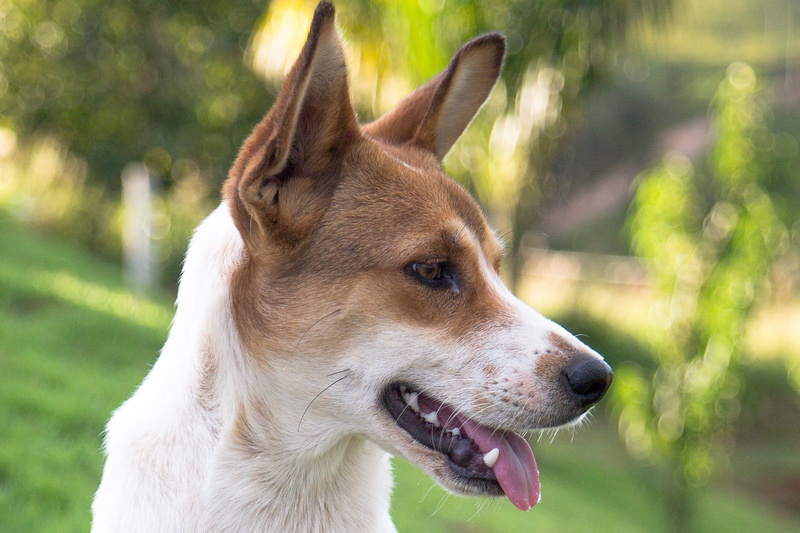 mammal, mutts, sunlight, one animal, dog, bug, sticking out tongue, adoption, friend, adopted dog, purebred dog, animal tongue, animal, canine, grass, facial expression
