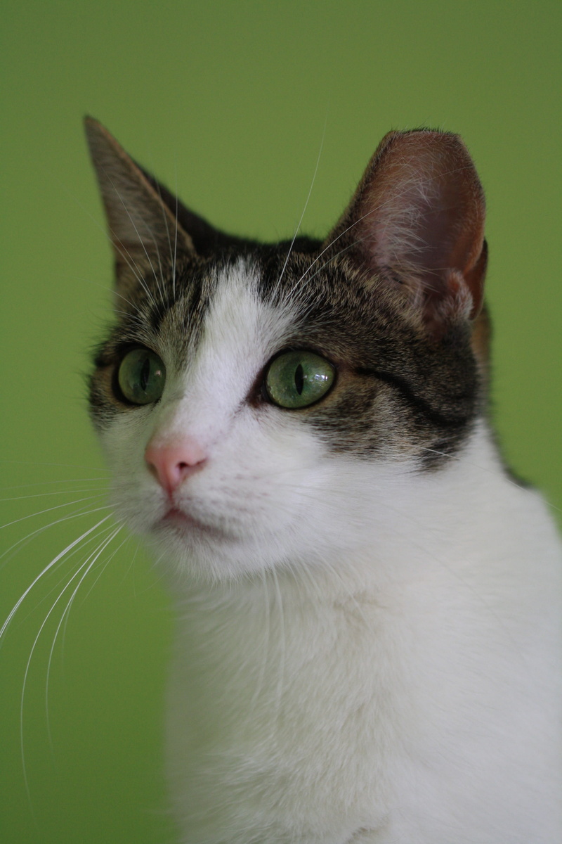 4K, feline, cats, an interesting, look, kitty, looking, pet, animal themes, domestic cat, eyes, eye, portrait, looking away, green color, animal body part