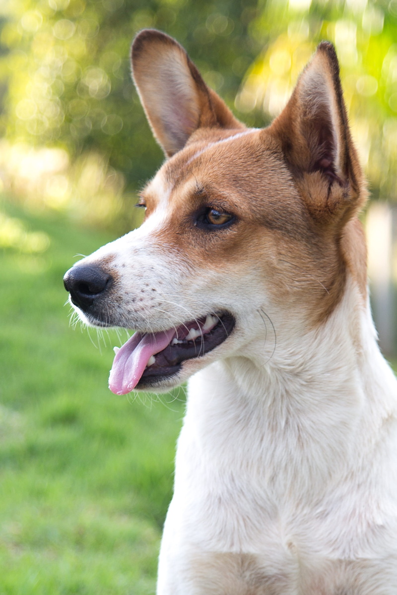 close-up, one animal, looking away, animal head, domestic animals, day, land, adopted dog, mammal, pet, mutt, panting, canine, no people, outdoors, animal body part