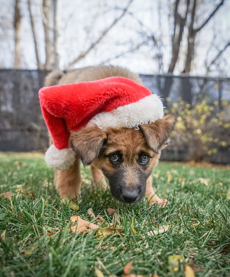 canine, domestic, hat, land, pets, animal, one animal, domestic animals, vertebrate, holidays, santa hat, tree, animal themes, field, christmas, 2K, puppy
