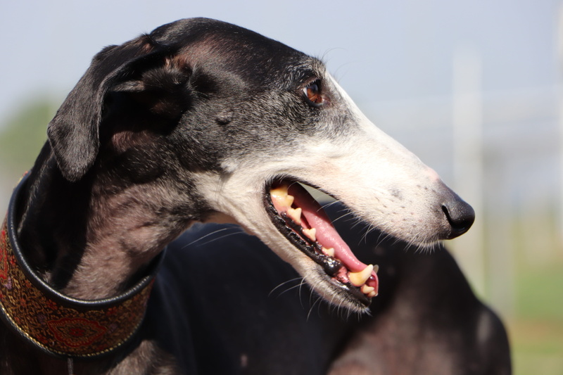 focus on foreground, smile, dog portrait, dog, looking, day, spanish greyhound, pets, animal head, animal tongue, hound, greyhound, animal themes, galgo