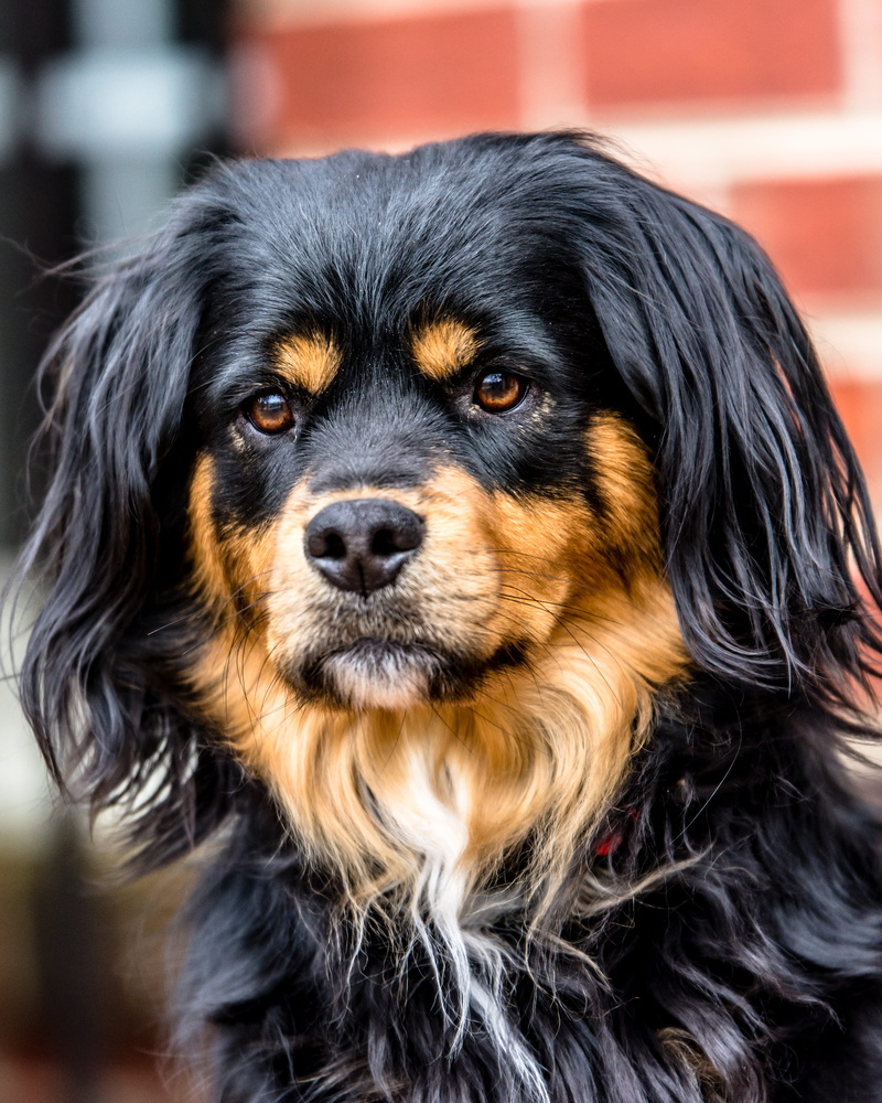 pup, close-up, pets, no people, looking at camera, eyes, looking, hair, animal, portrait, animal body part, fur, black and tan, adoption, snout, vertebrate