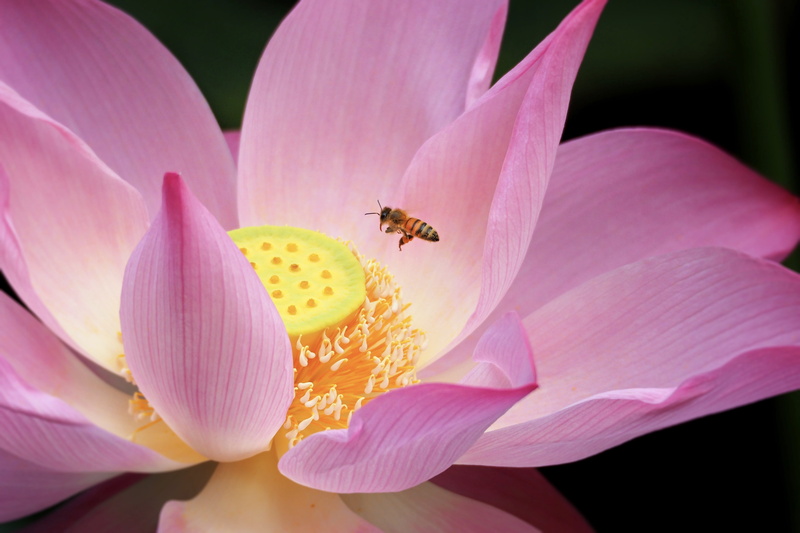 insect, fragility, pollination, lotus, bee, adopt honey, animal, purple, plant, springtime, beauty in nature, lotus water lily, animals in the wild, no people