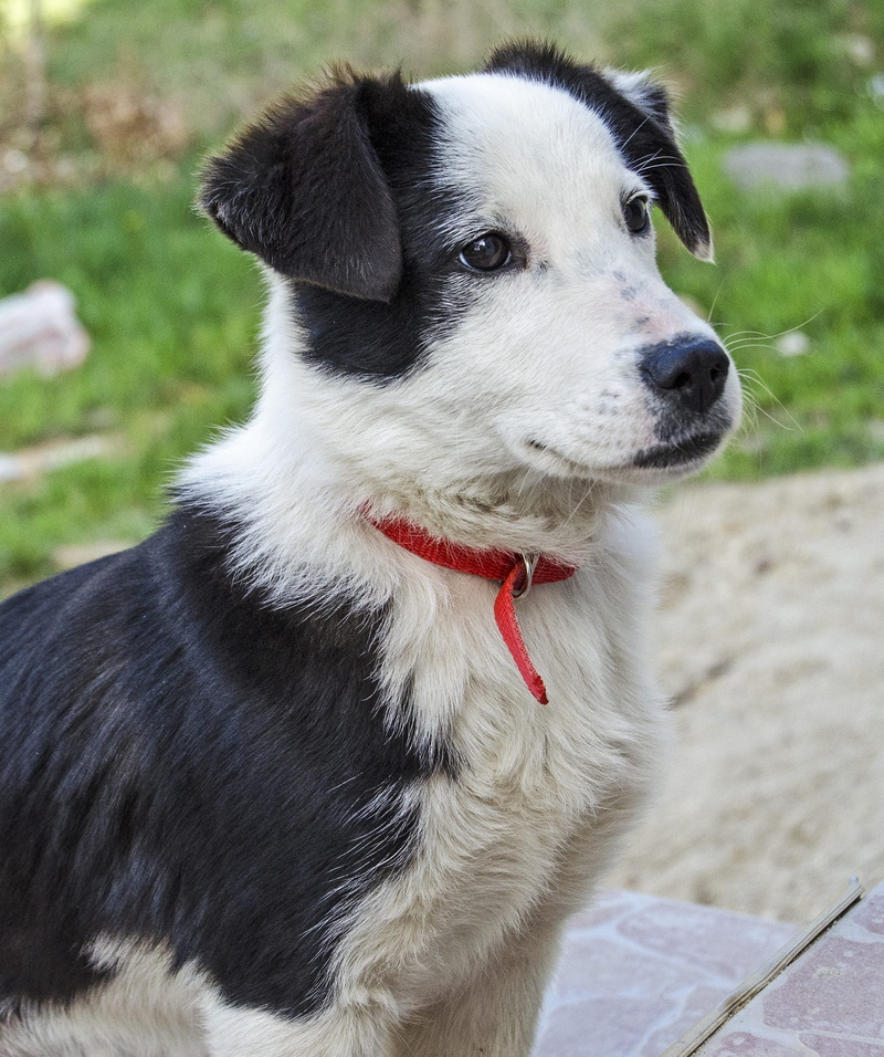 no people, bulgaria, playful, mouth open, black and white, domestic, mammal, puppy, one animal, sheep, animal head, vertebrate, pets, cuddly, soft, village
