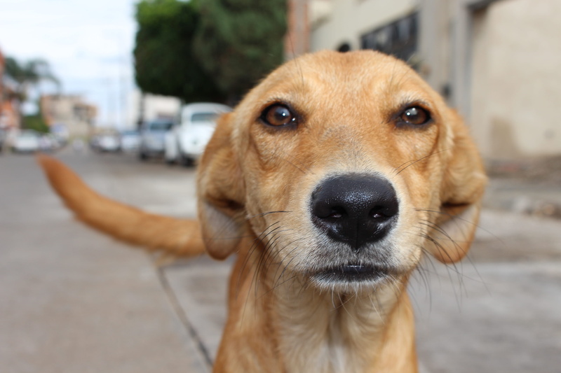 focus on foreground, Street, animal, pets, compassion, animal themes, domestic animals, my dear, Love, Dog, portrait, coated, images, adopts, one animal