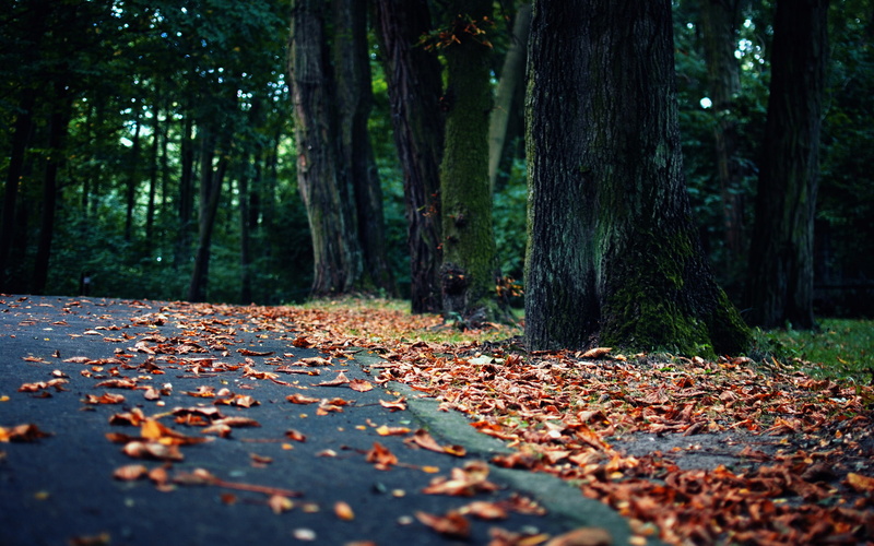 trees, landscapes, fall, trail, world, seasons, nature, path, leaves, autumn, street, park, roads, garden, lot, 1080P, dried