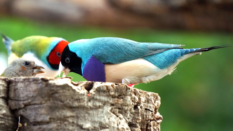 animal themes, animal family, nature, coloured, no people, selective focus, day, two animals, outdoors, tree, finch, gouldian, close-up, gould, colorful
