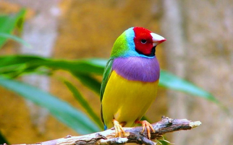 gouldian finch, 1080P