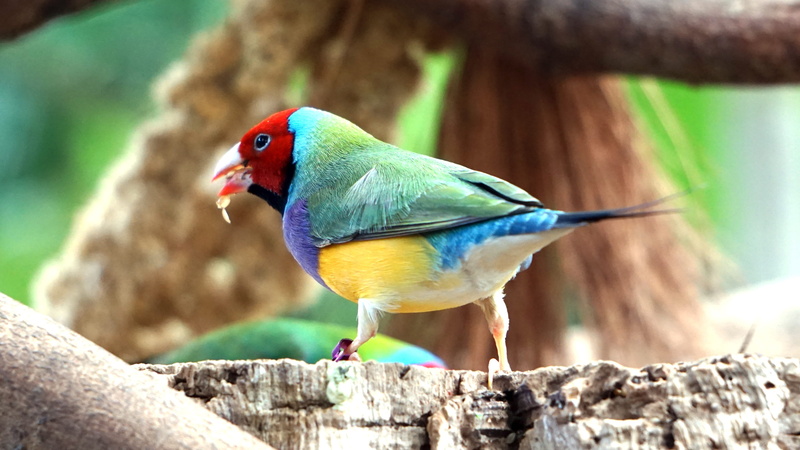 animal body part, animal, outdoors, multi colored, animal themes, animal wildlife, blue, parrot, profile view, gouldiae, finch, amadine, no people, goulds