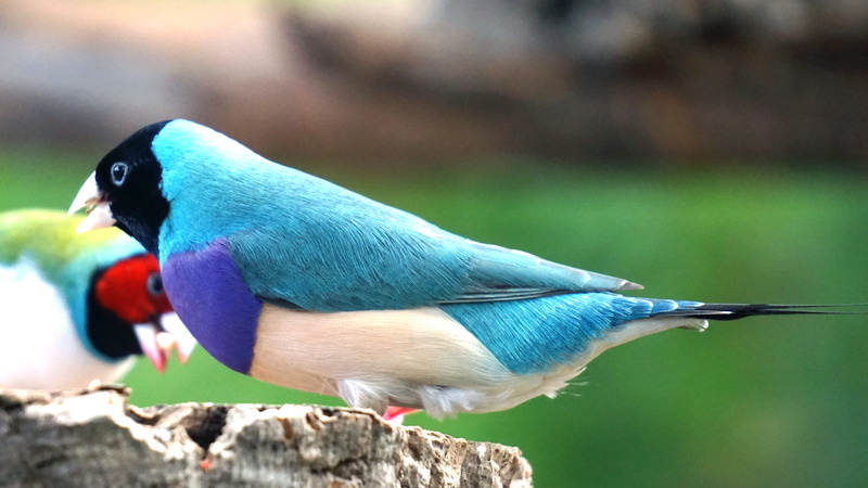 animals in the wild, focus on foreground, day, prachtvink, coloured, finch, close-up, colorful, outdoors, blue, no people, multi colored, animal wildlife