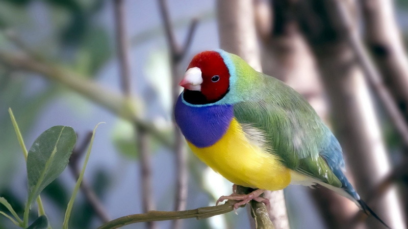 Gouldian Finch, 1080P, Birds