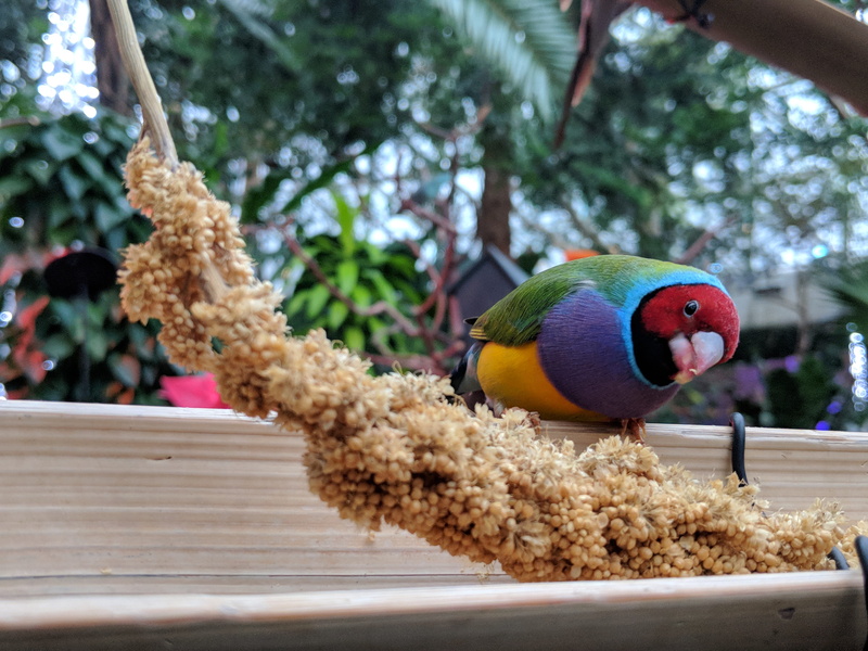 botanical garden, parrot, gouldian finch, animal, 4K, conservatory, perching, rainbow, bloedel conservatory, close-up, goulds finch, animals in the wild