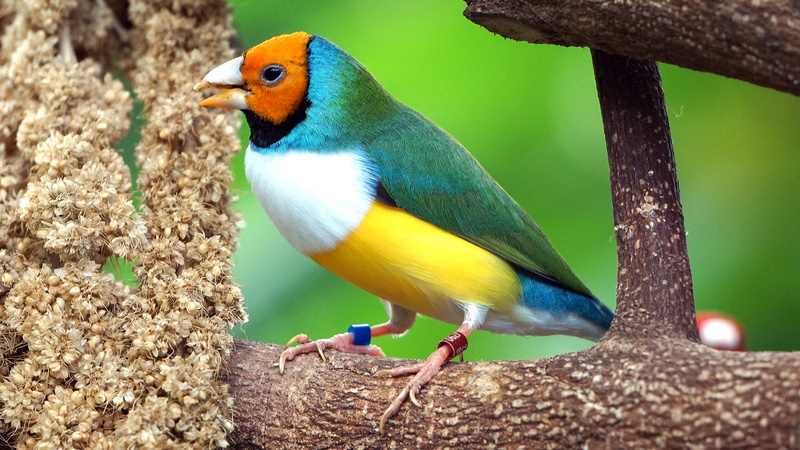 prachtvinken, daytime, orange, perched, 4K, amadine, focus on foreground, vertebrate, yellow, erytrura, no people, animal, trunk, plant, outdoors, beak