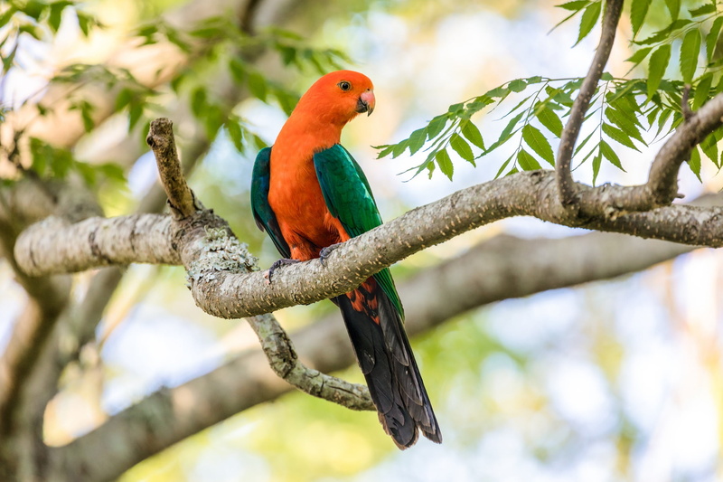 1080P, King Parrot, Birds, Australian King-Parrot