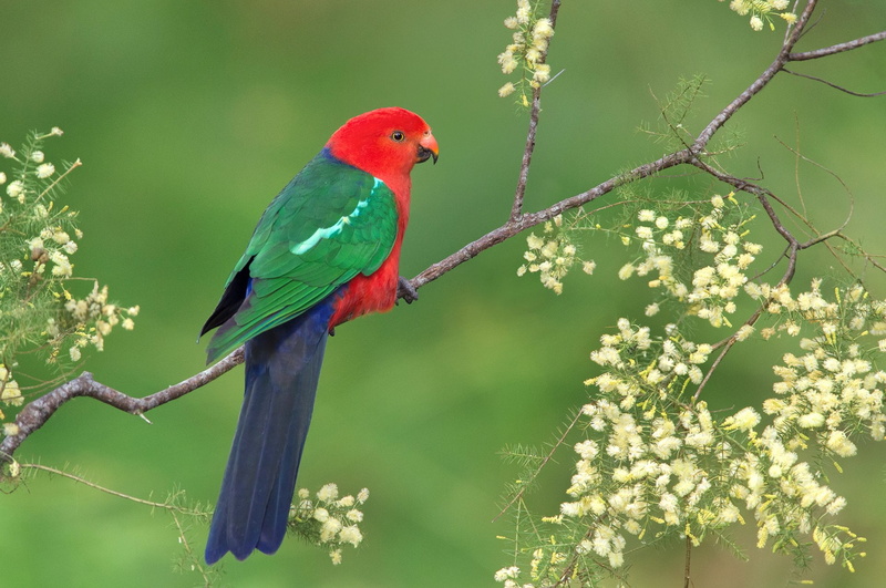 Bird, 1080P, Australian King-Parrot, King Parrot, Birds, Parrot, Branch